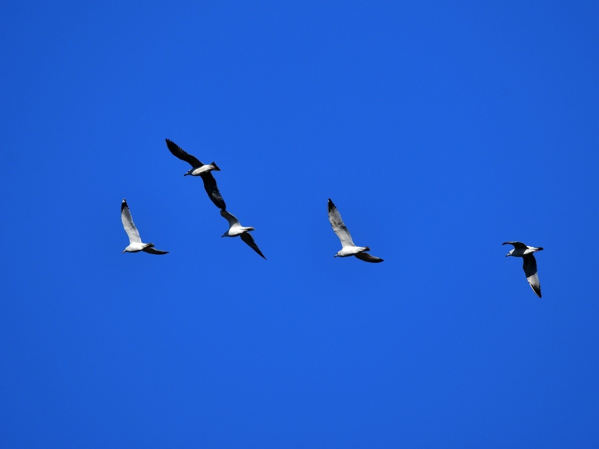 【视觉光影】银 鸥 飞 翔 （2）