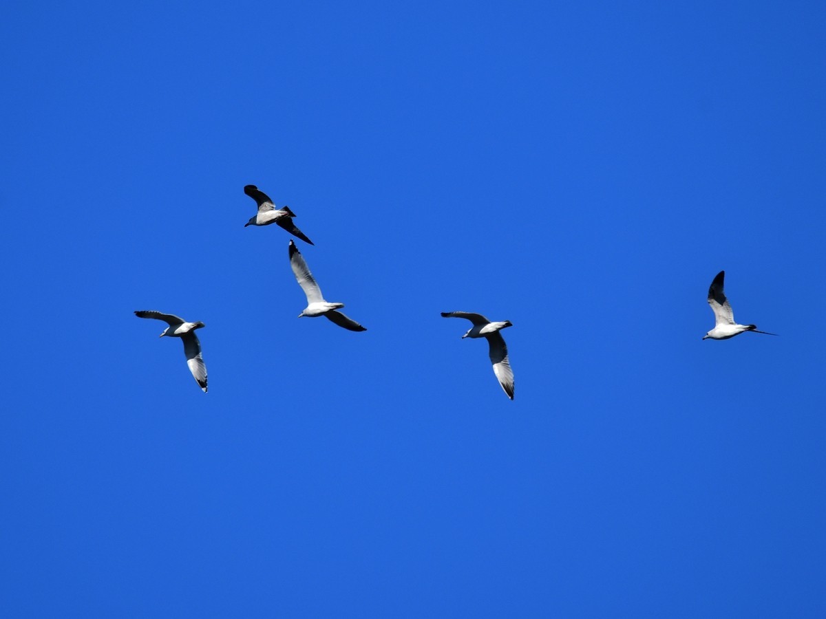 【视觉光影】银 鸥 飞 翔 （2）