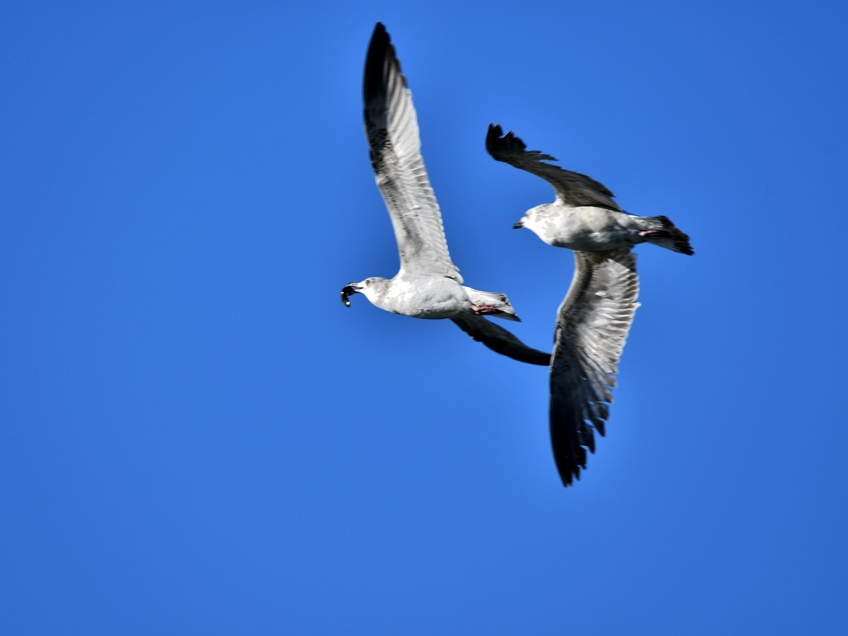 【视觉光影】银 鸥 飞 翔 （2）