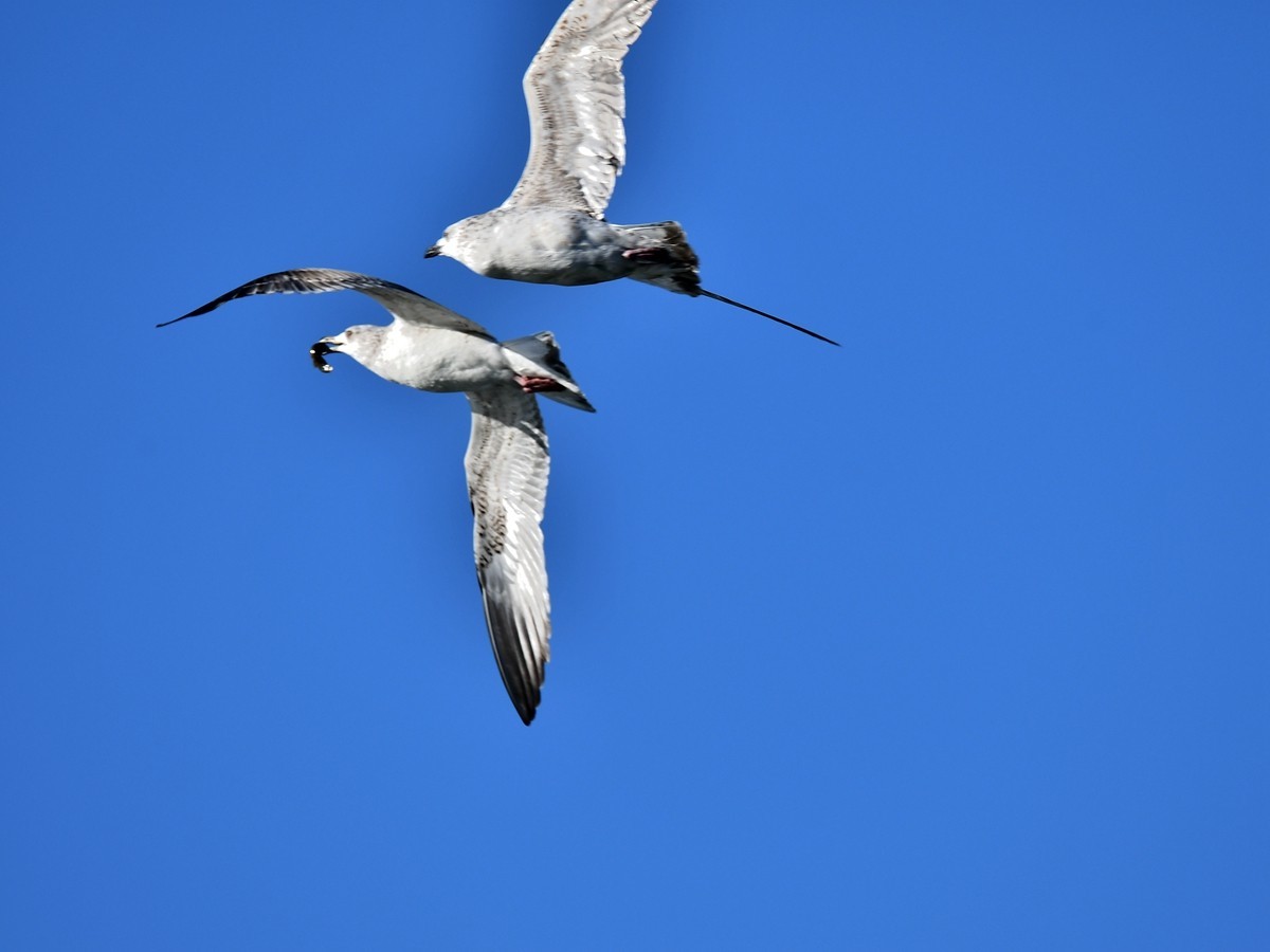 【视觉光影】银 鸥 飞 翔 （2）