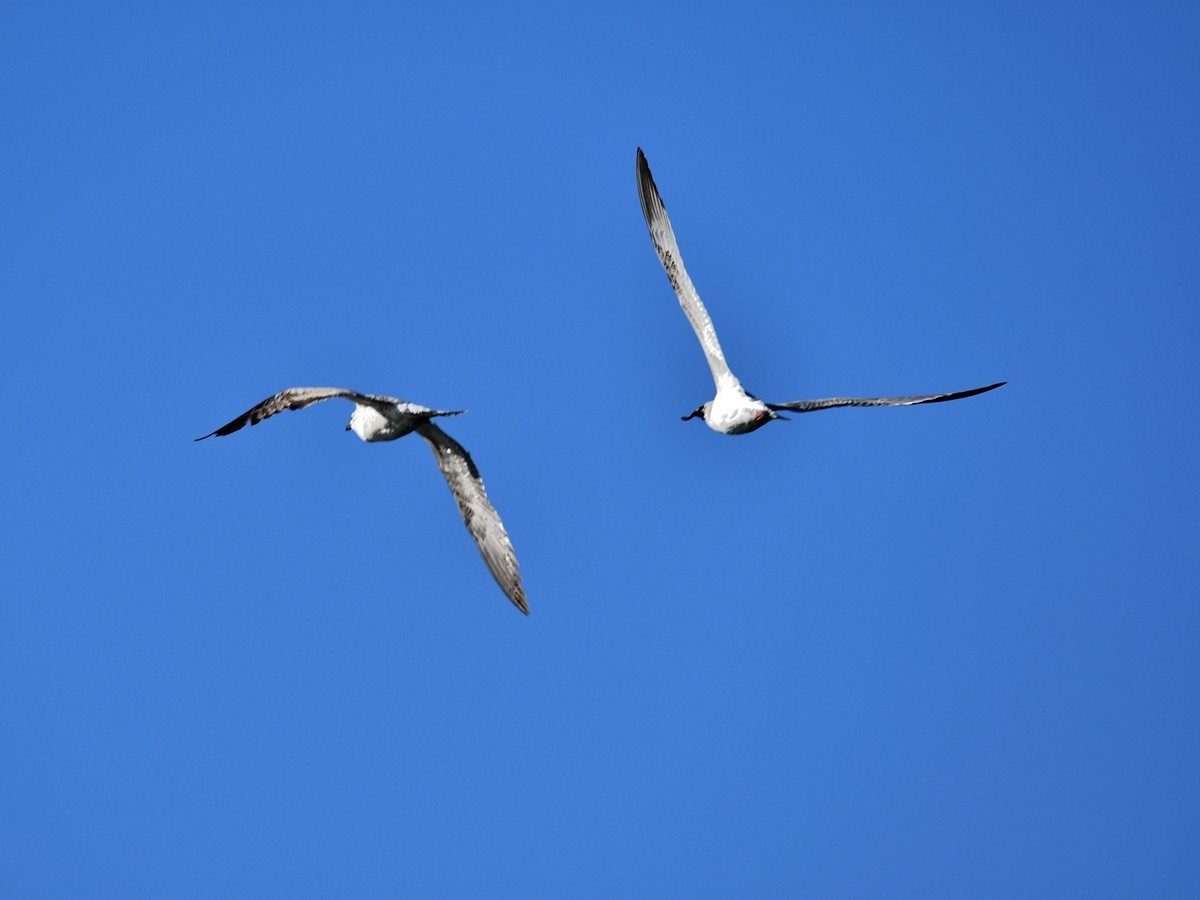 【视觉光影】银 鸥 飞 翔 （2）