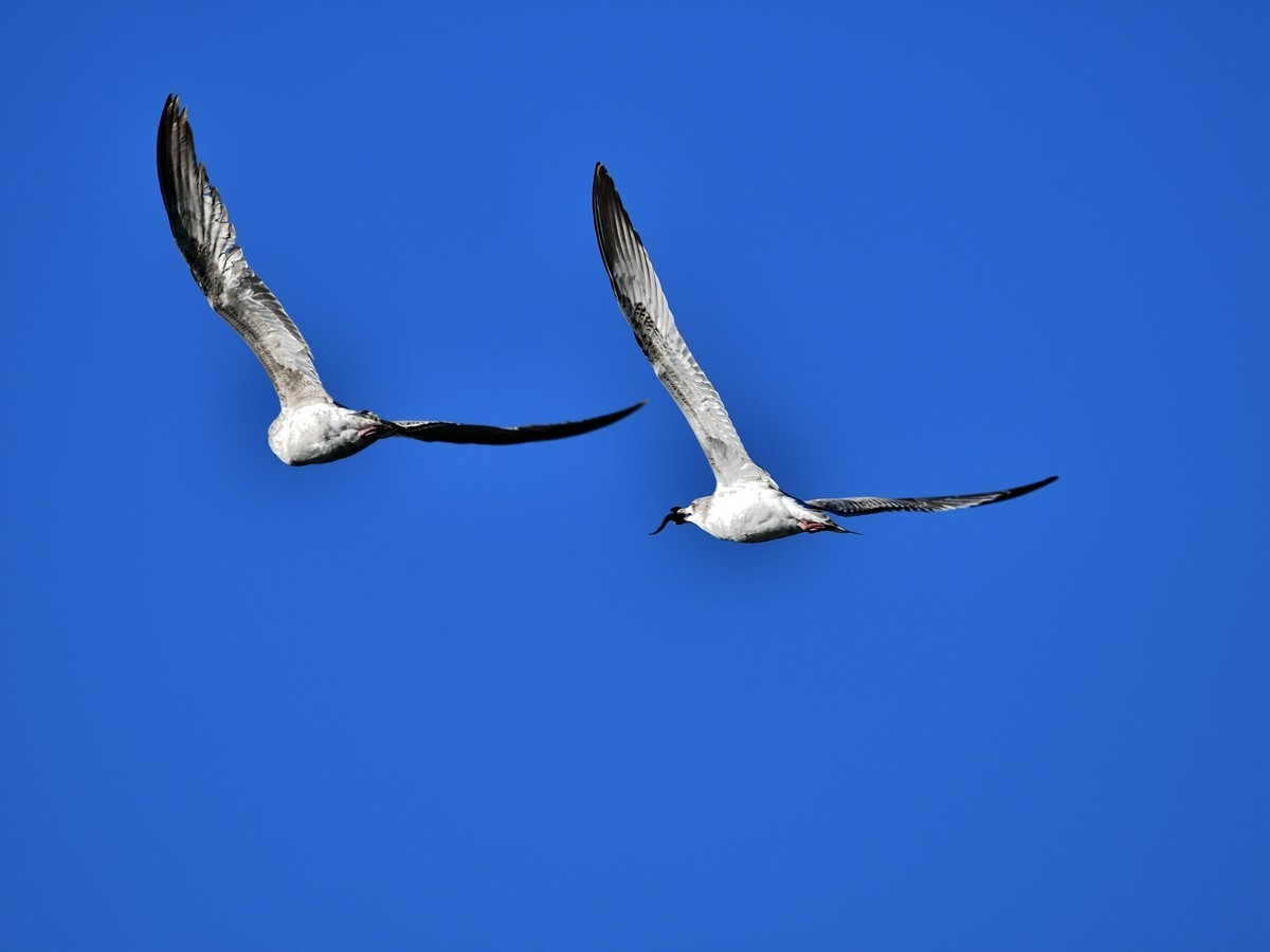 【视觉光影】银 鸥 飞 翔 （2）