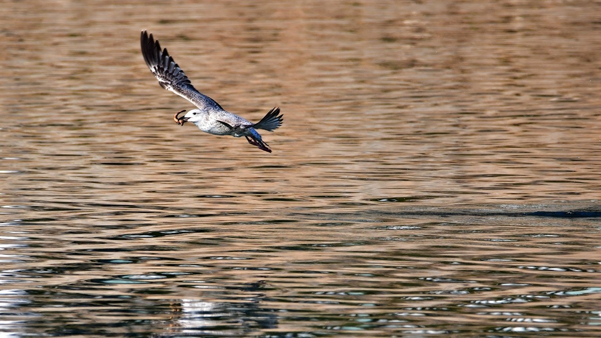 【视觉光影】银 鸥 飞 翔 （2）