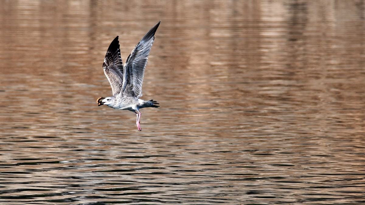 【视觉光影】银 鸥 飞 翔 （2）