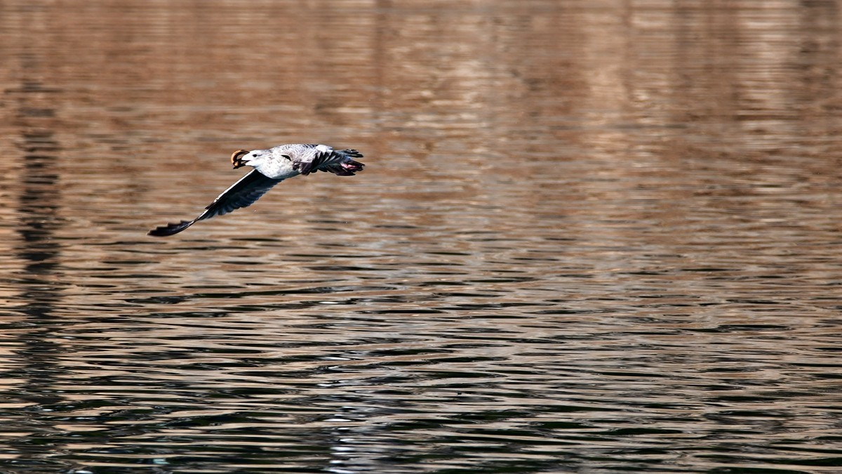 【视觉光影】银 鸥 飞 翔 （2）