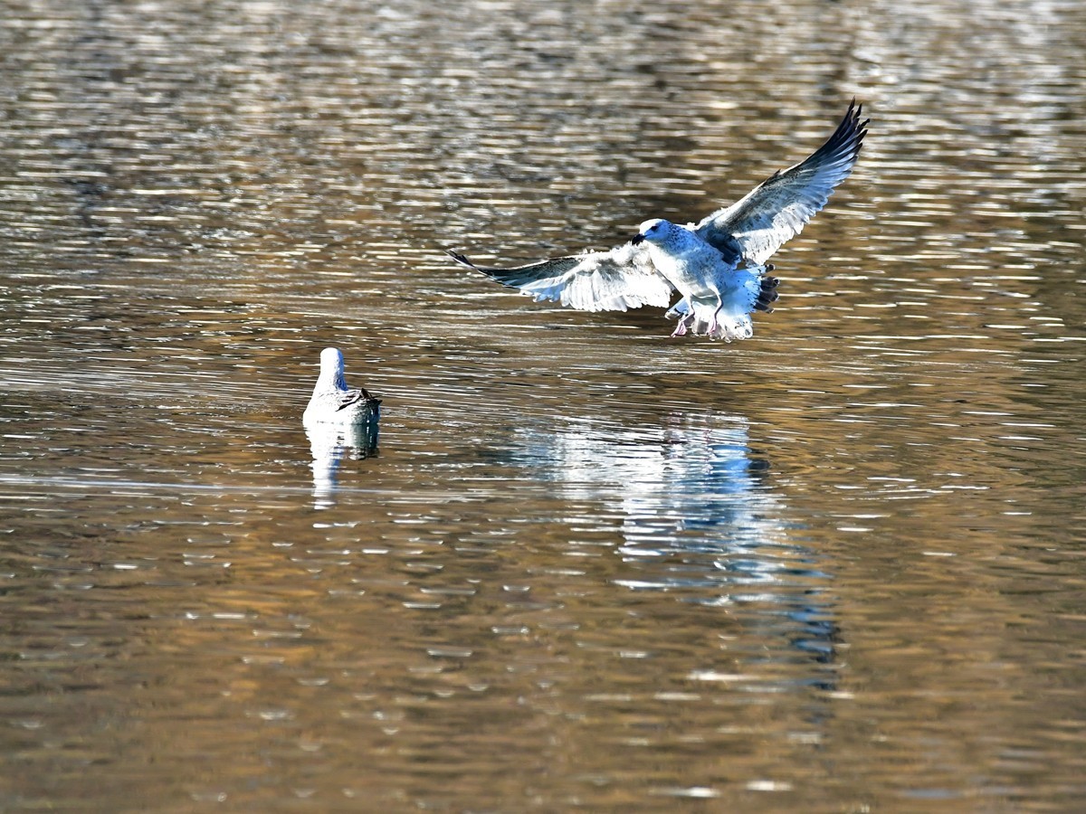 【视觉光影】银 鸥 飞 翔 （2）