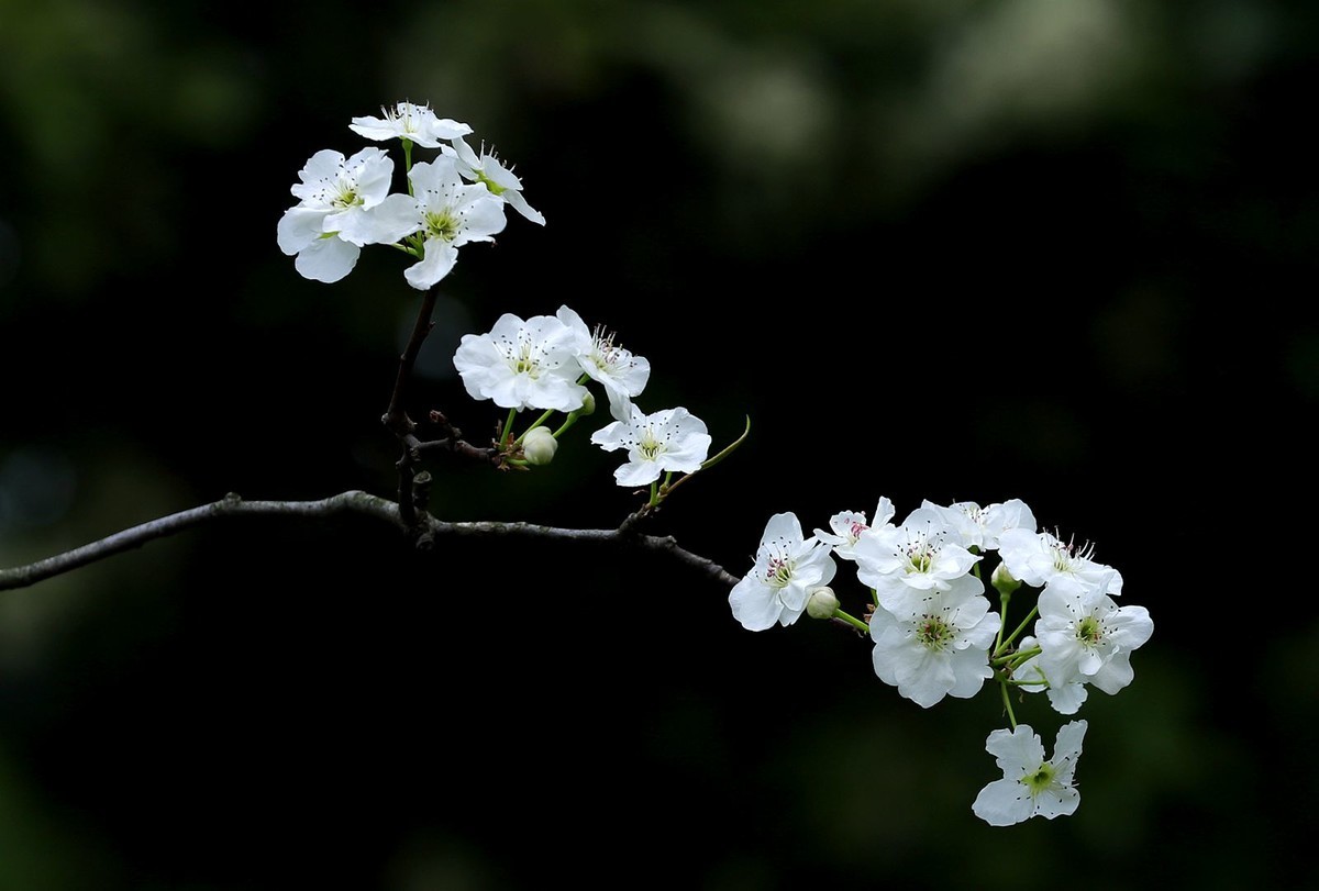 梨花