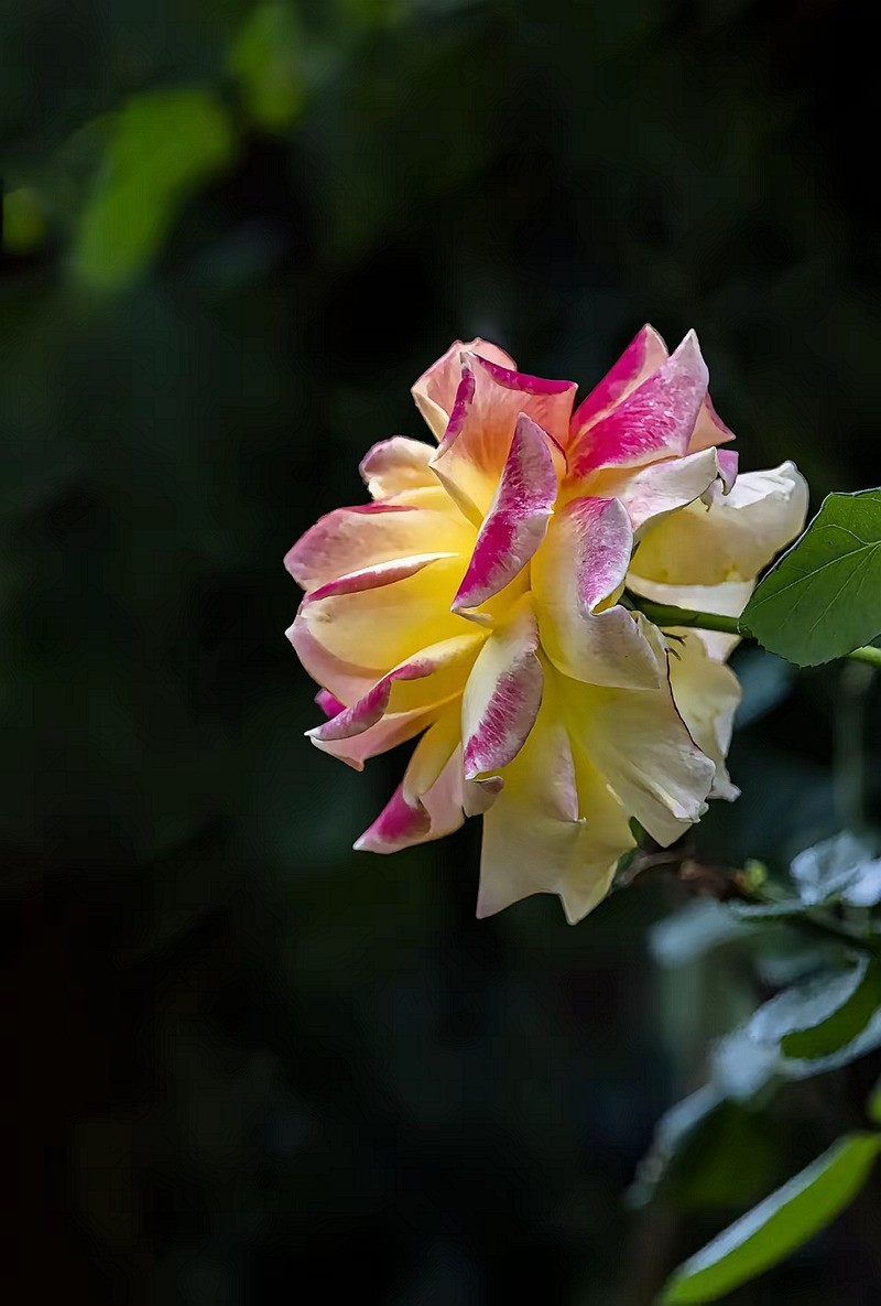 月季花--5