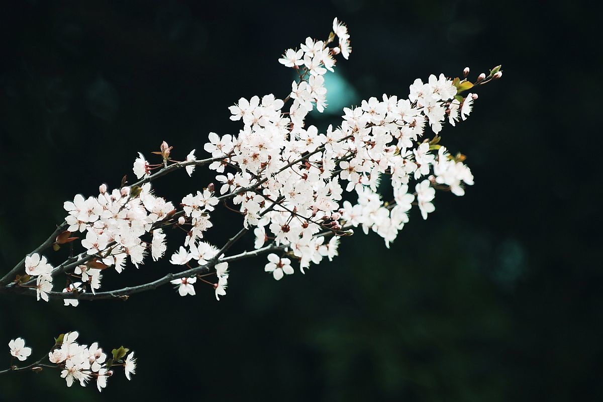 花季之紫叶李花
