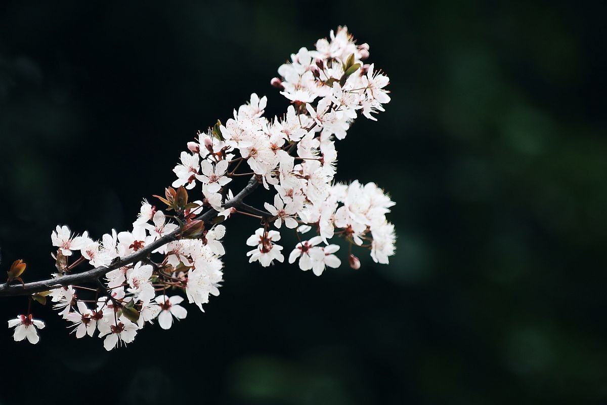 花季之紫叶李花