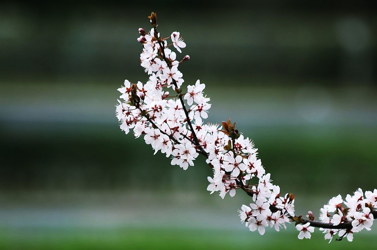 花季之紫叶李花