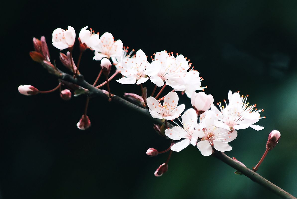 花季之紫叶李花