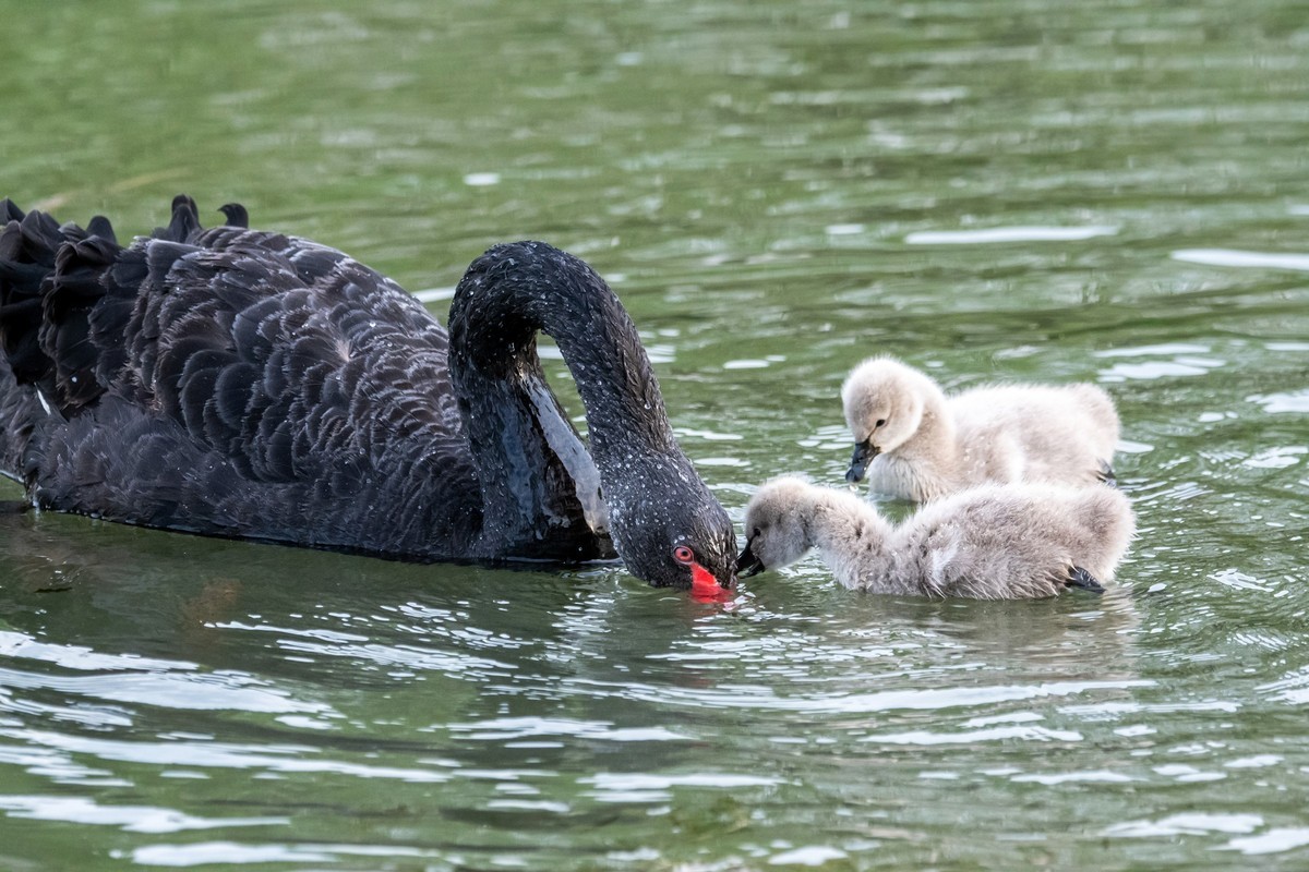 黑天鹅的一家子（三）