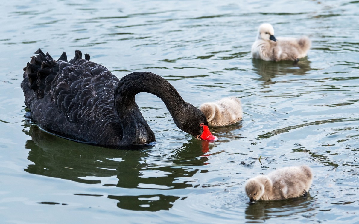 黑天鹅的一家子（三）