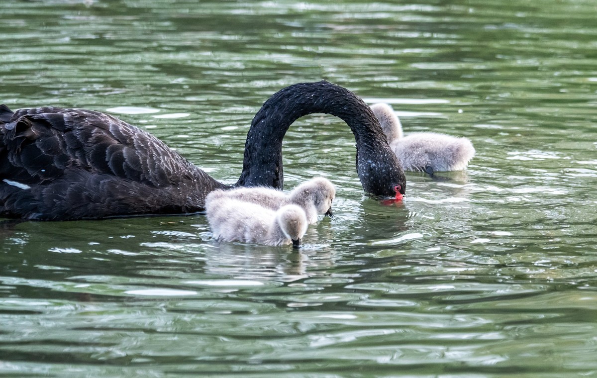 黑天鹅的一家子（三）