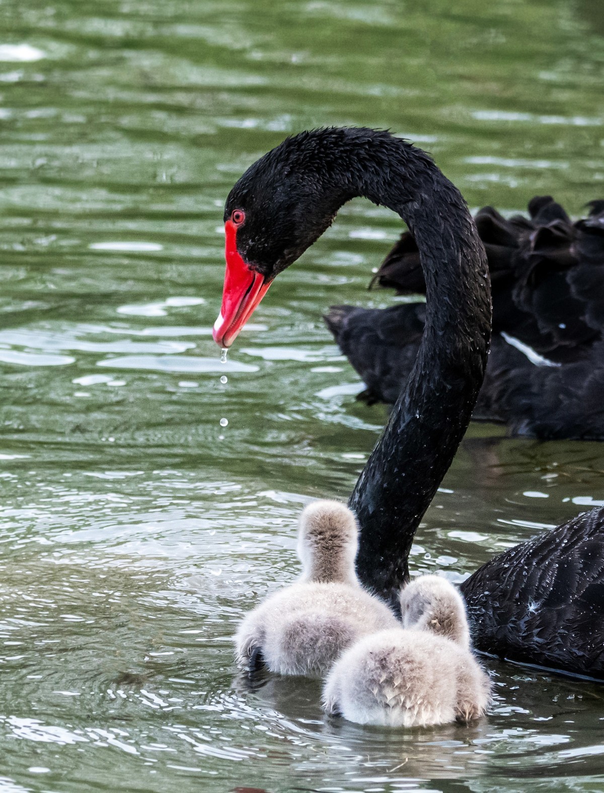 黑天鹅的一家子（三）