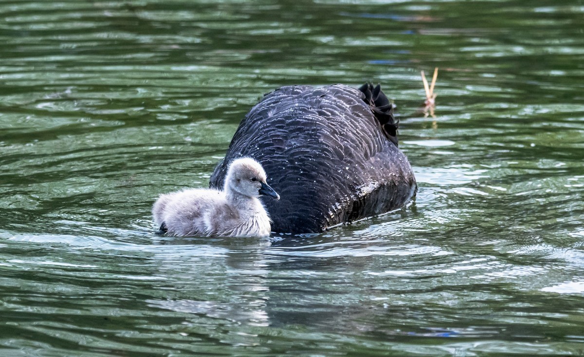 黑天鹅的一家子（三）