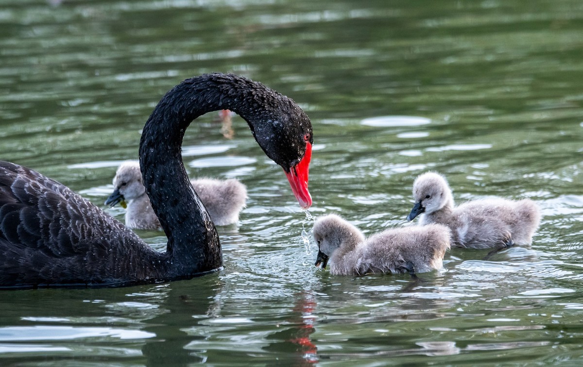 黑天鹅的一家子（三）