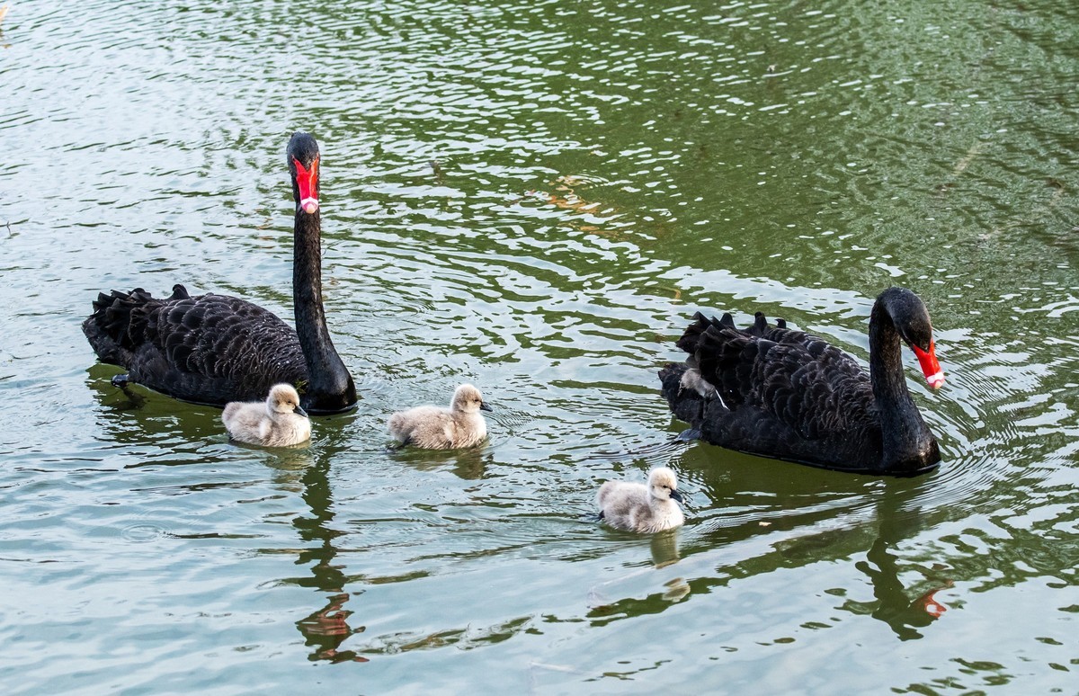黑天鹅的一家子（三）