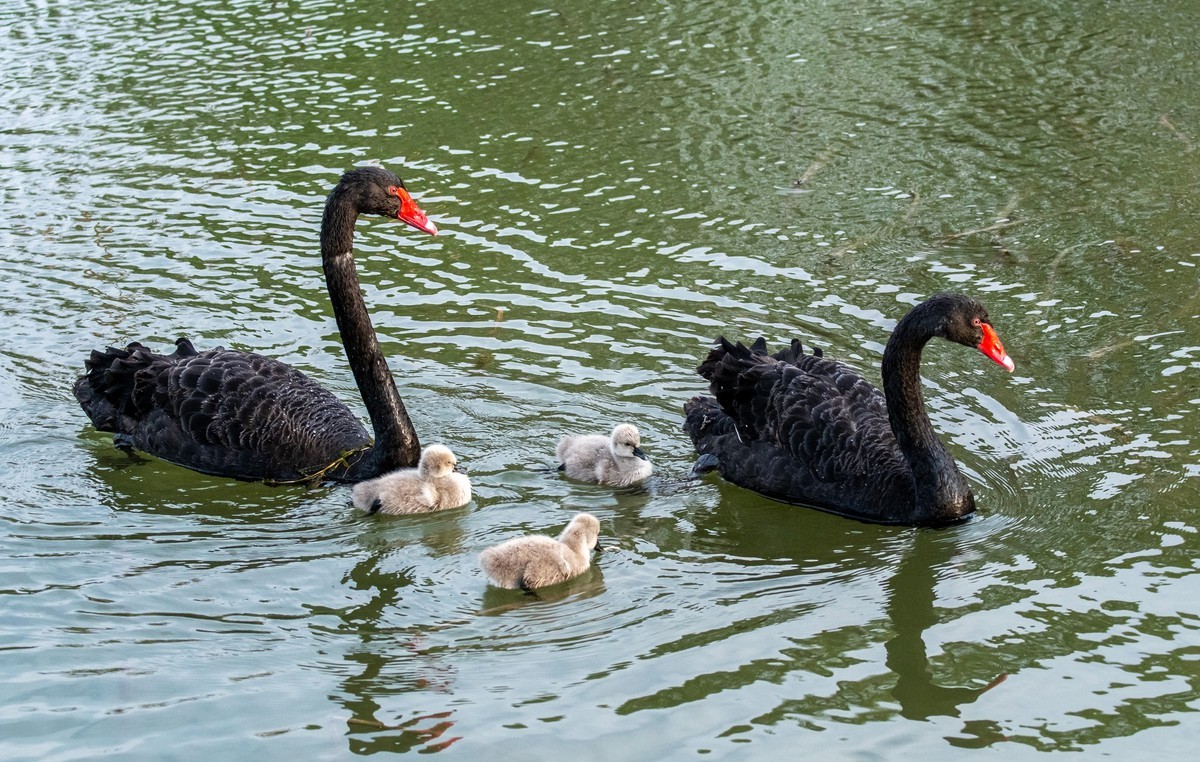 黑天鹅的一家子（三）
