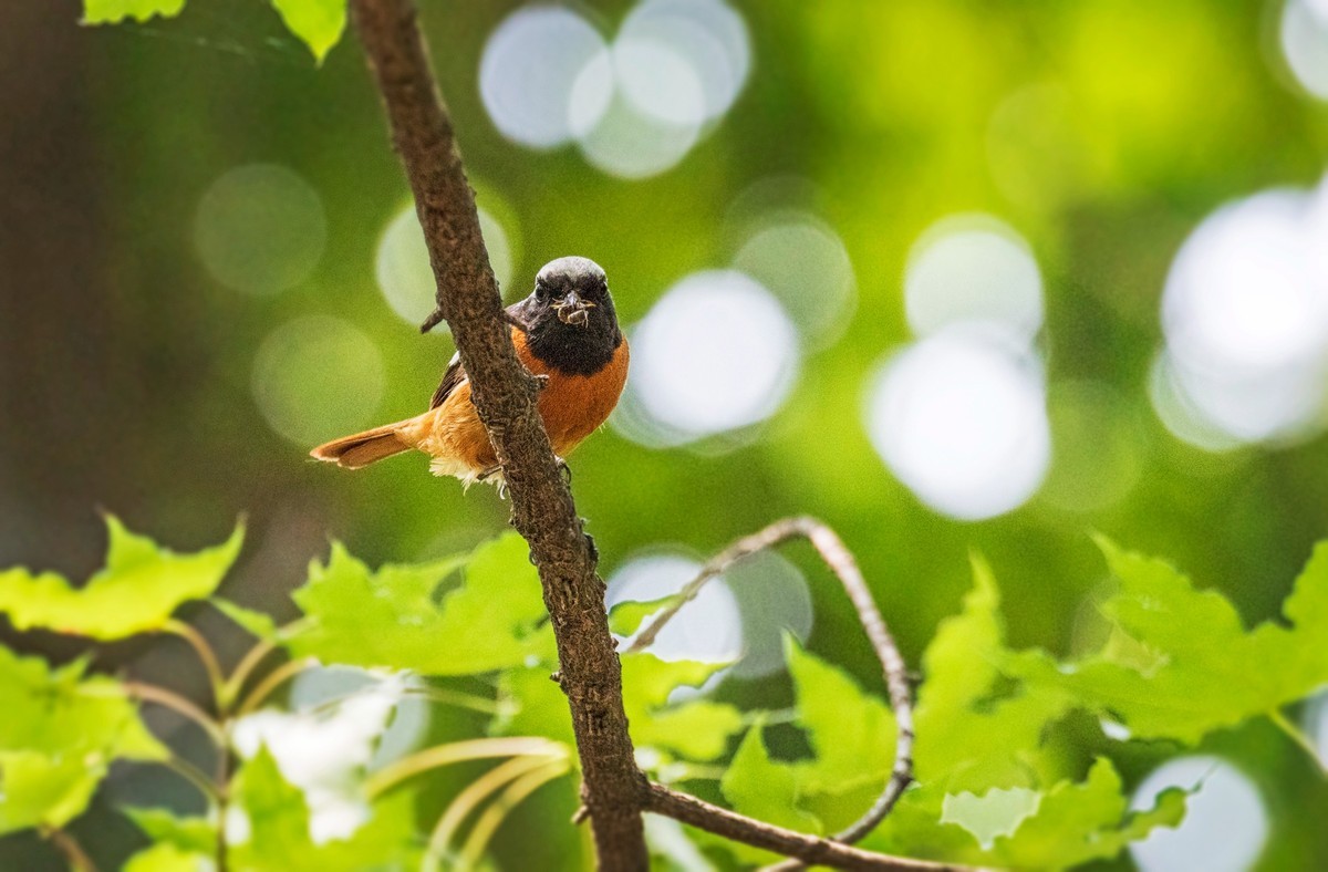 北红尾鸲（十三）