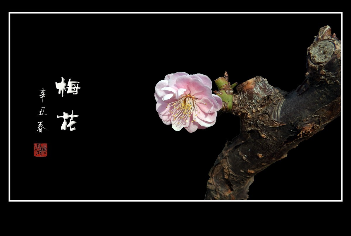 不畏严寒的俏丽花-梅花