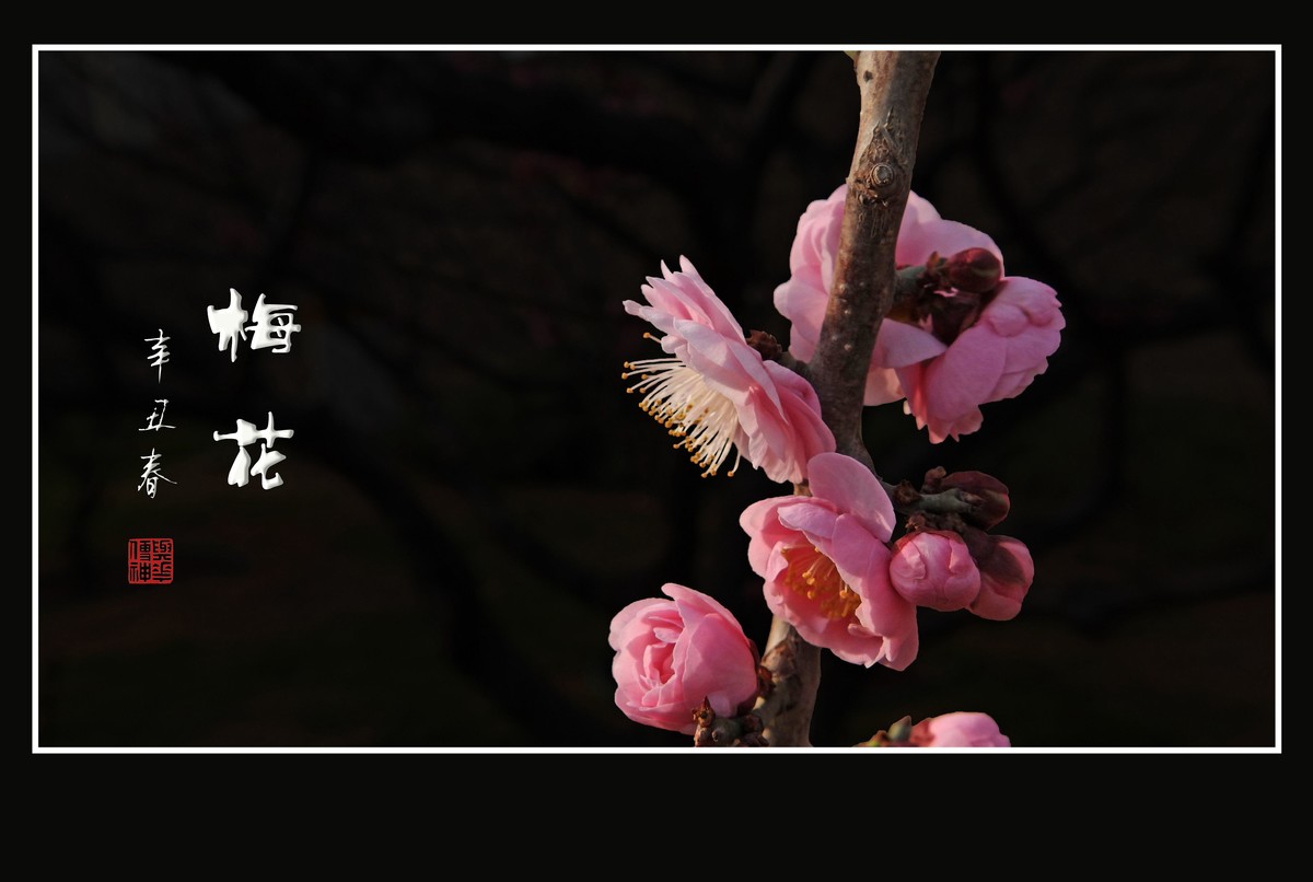 不畏严寒的俏丽花-梅花