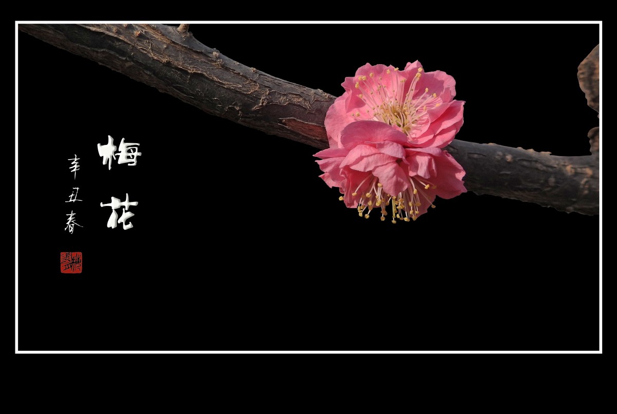 不畏严寒的俏丽花-梅花