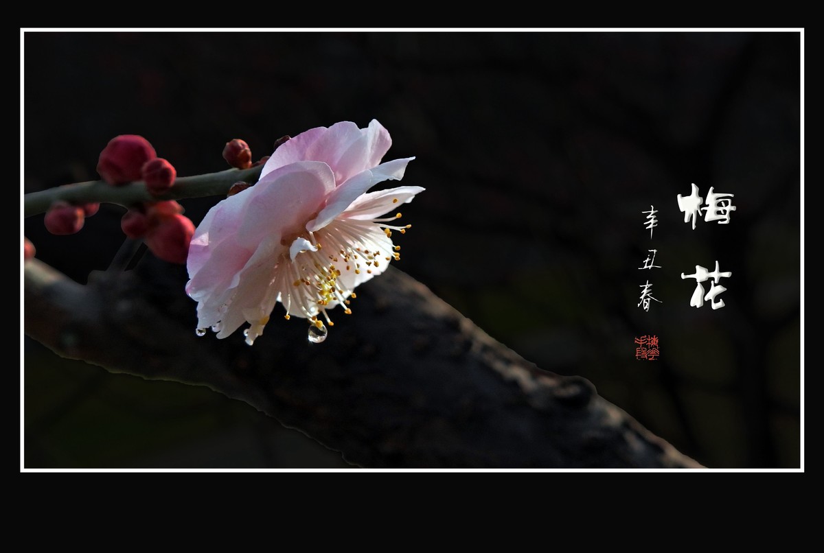 不畏严寒的俏丽花-梅花