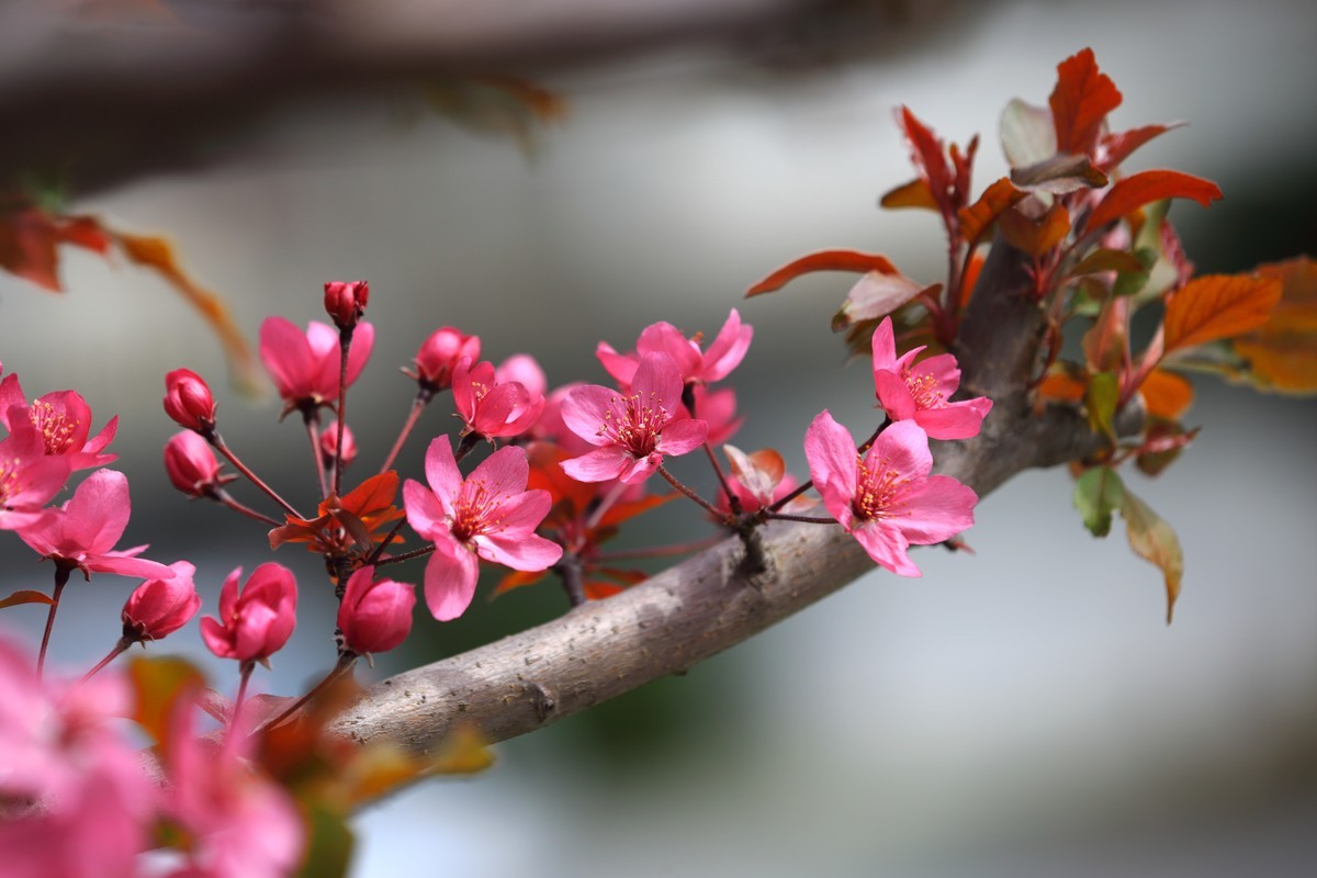 新进的小白兔～锐度不错