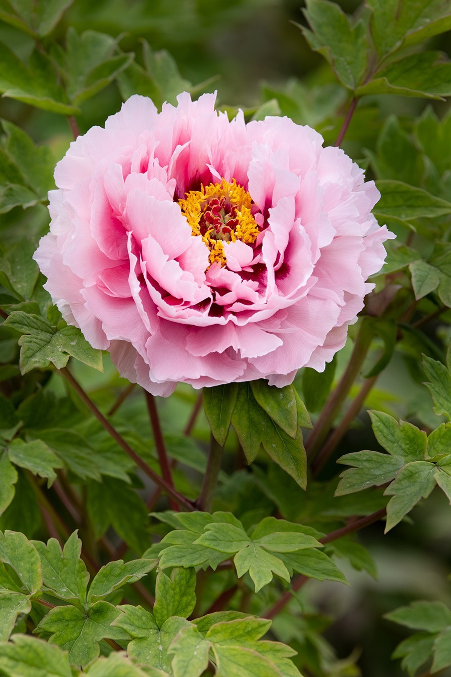 兴庆宫公园的牡丹-中关村在线摄影论坛