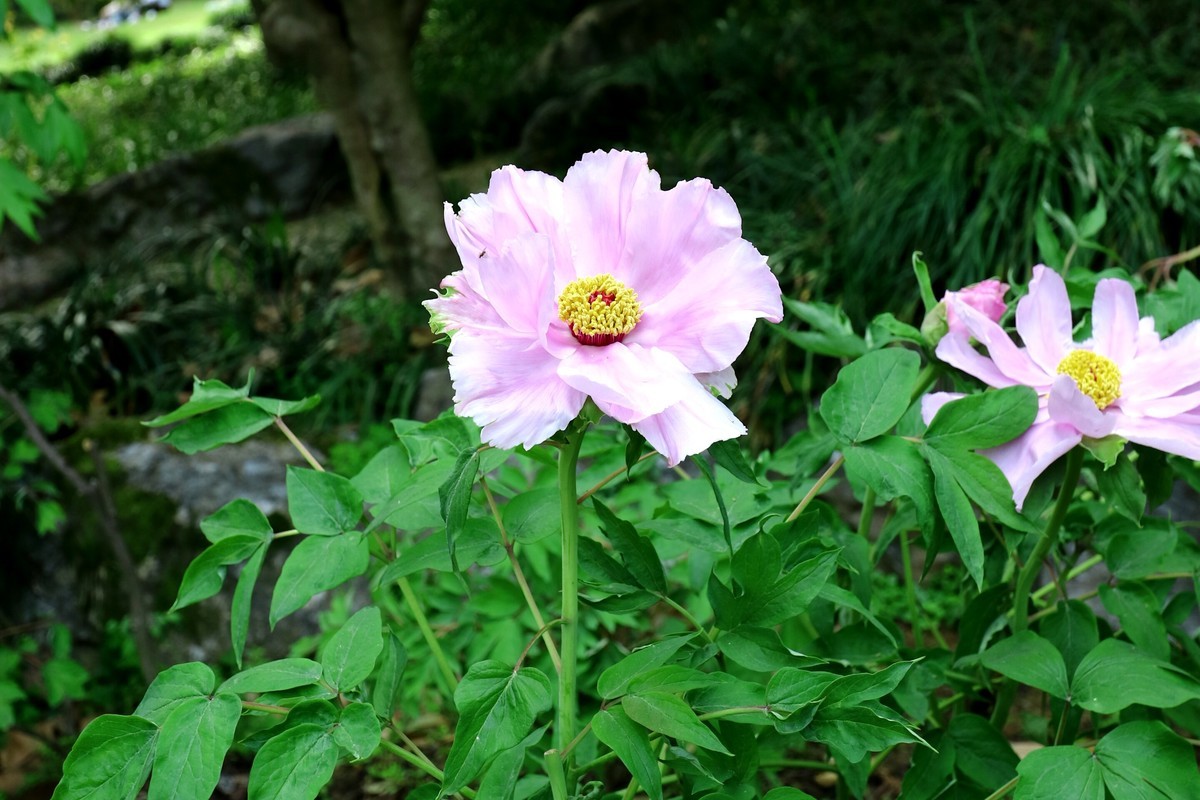 EF-M 11-22 既能拍广角，也适合拍中景、近景