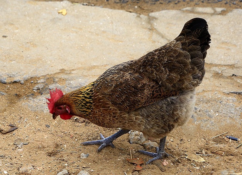 906【不老松：海南游摄纪实】临高昌拱村的鸡！