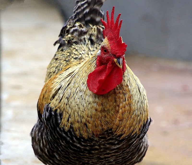 906【不老松：海南游摄纪实】临高昌拱村的鸡！