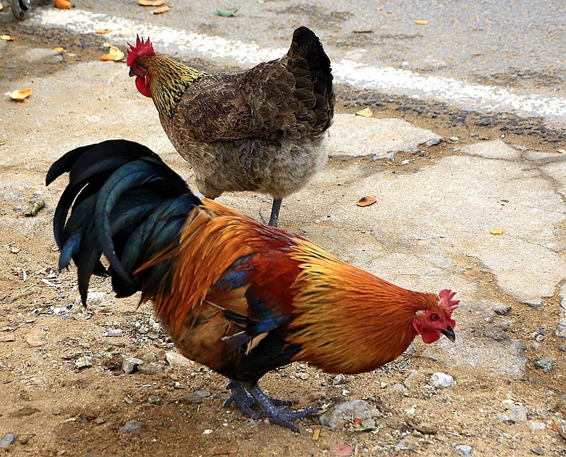 906【不老松：海南游摄纪实】临高昌拱村的鸡！