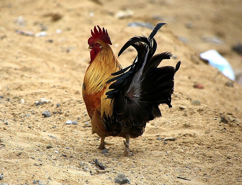 906【不老松：海南游摄纪实】临高昌拱村的鸡！