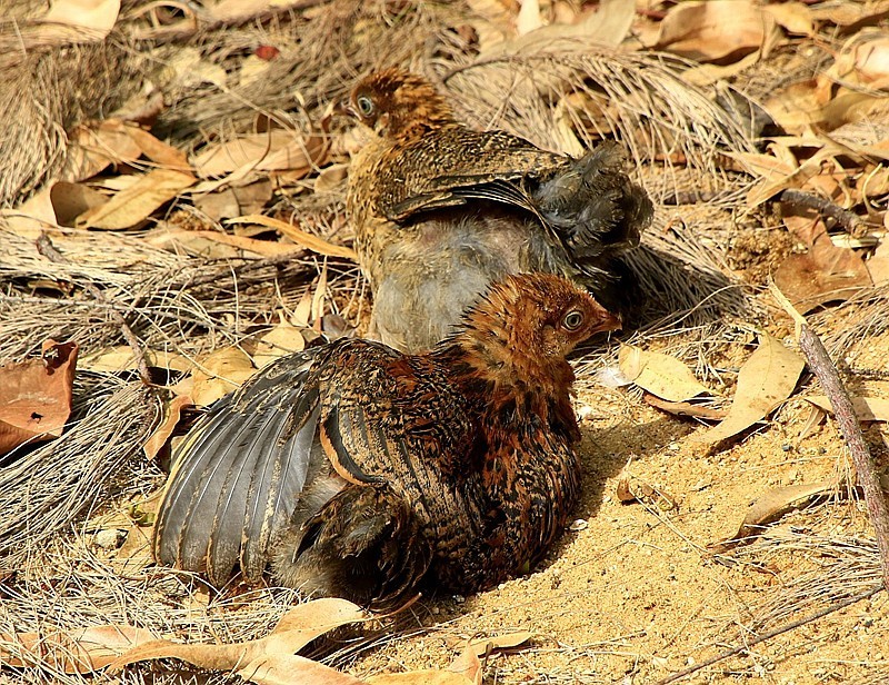 906【不老松：海南游摄纪实】临高昌拱村的鸡！