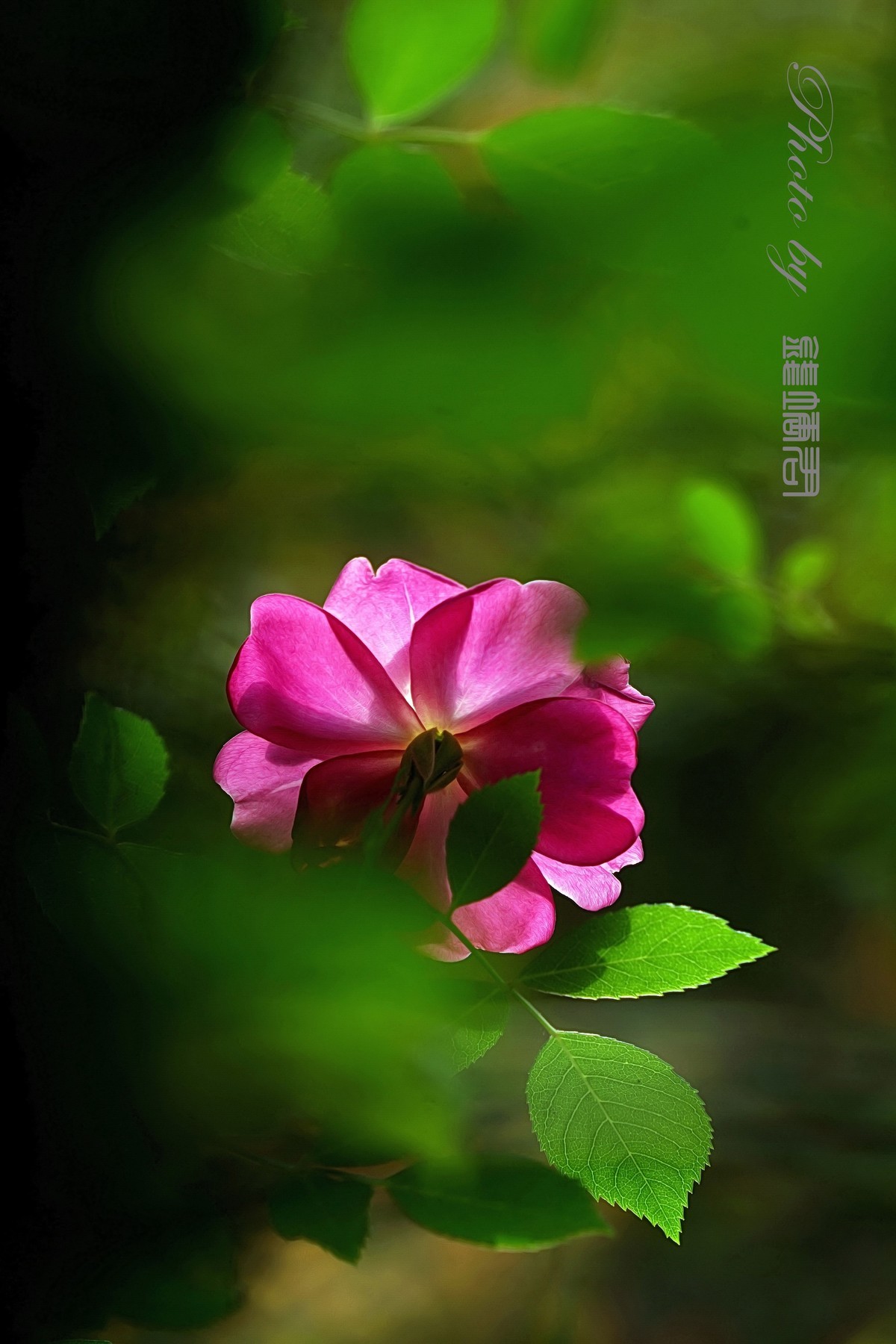 月季花，野蔷薇？