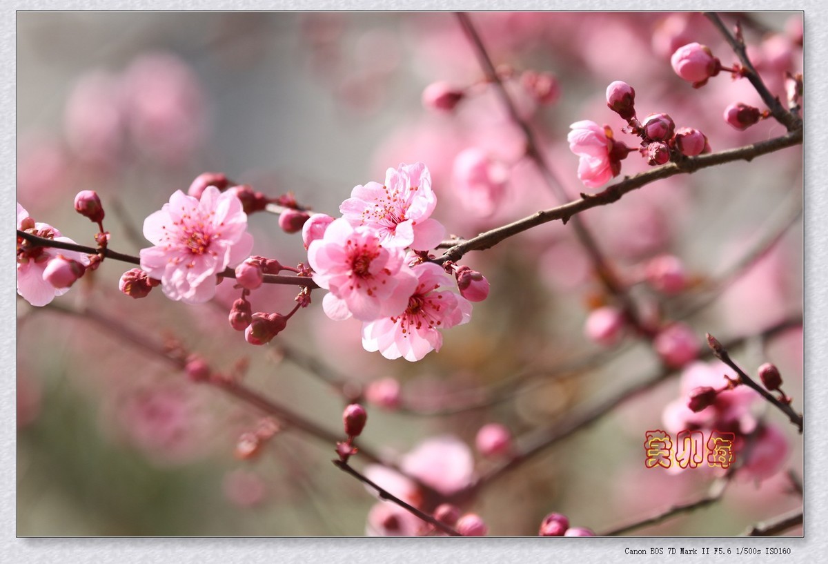 美人梅 6【2023-0245】