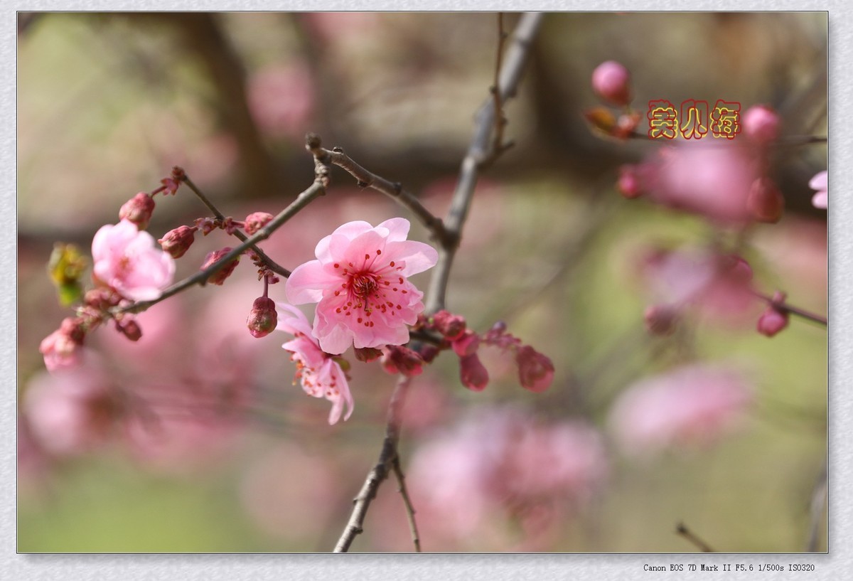 美人梅 6【2023-0245】