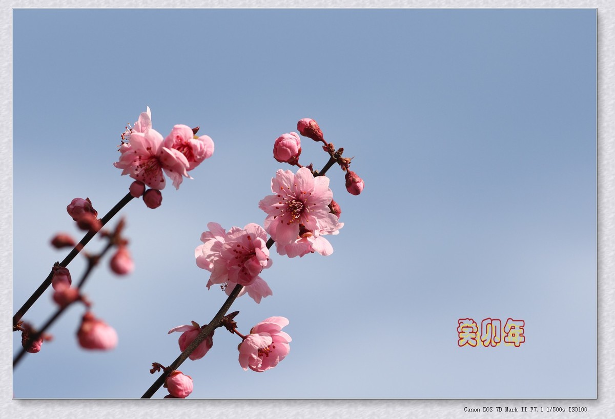 美人梅 6【2023-0245】