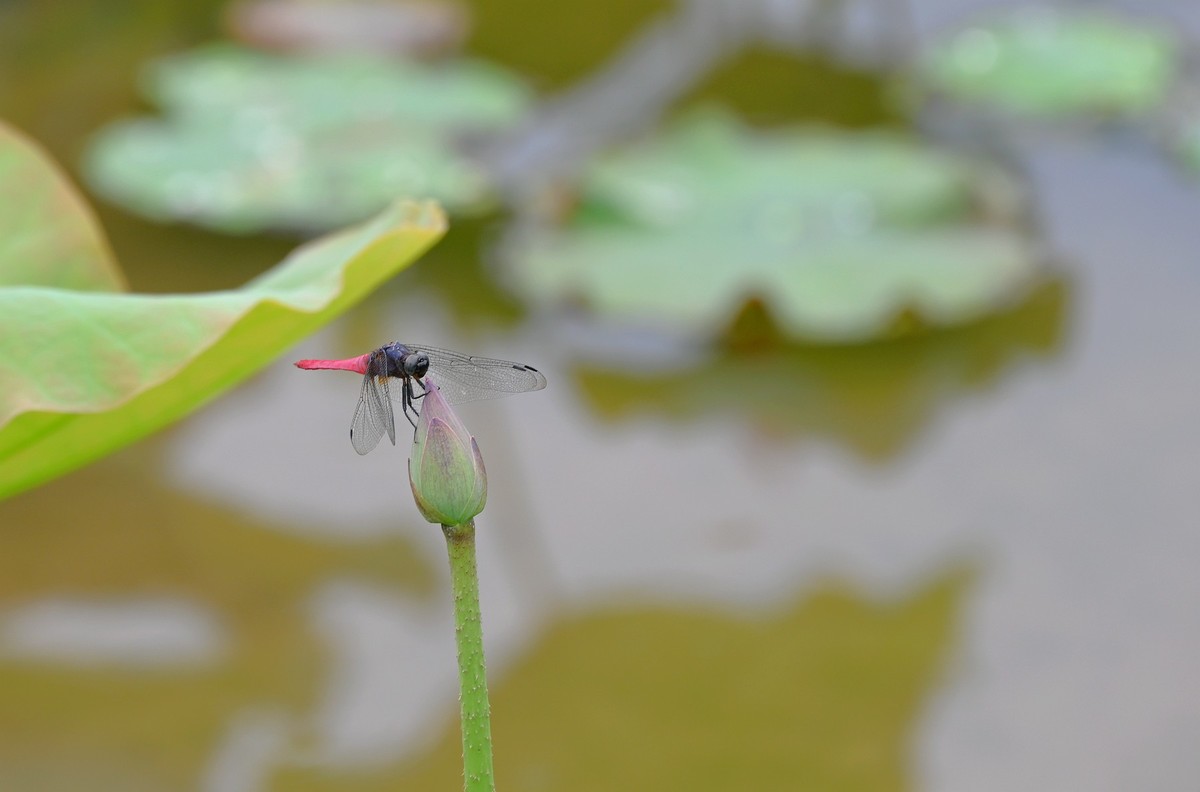 蜻蜓