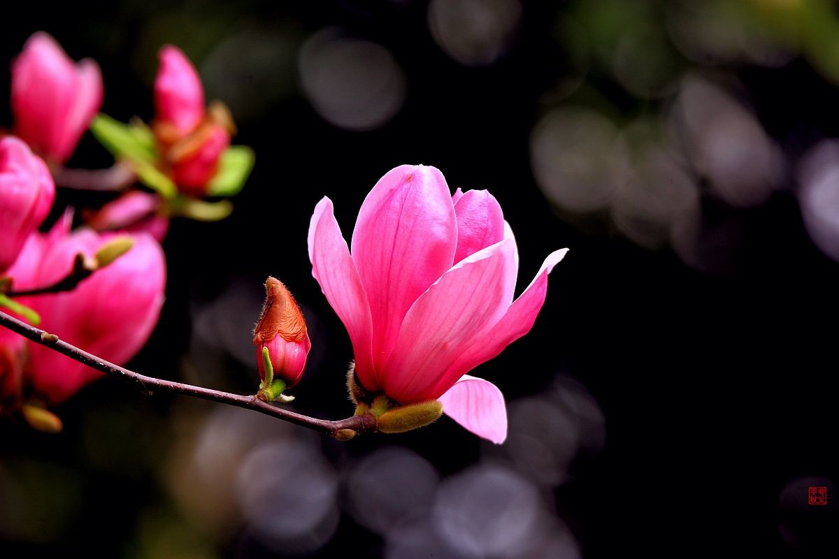 花花的世界（四）