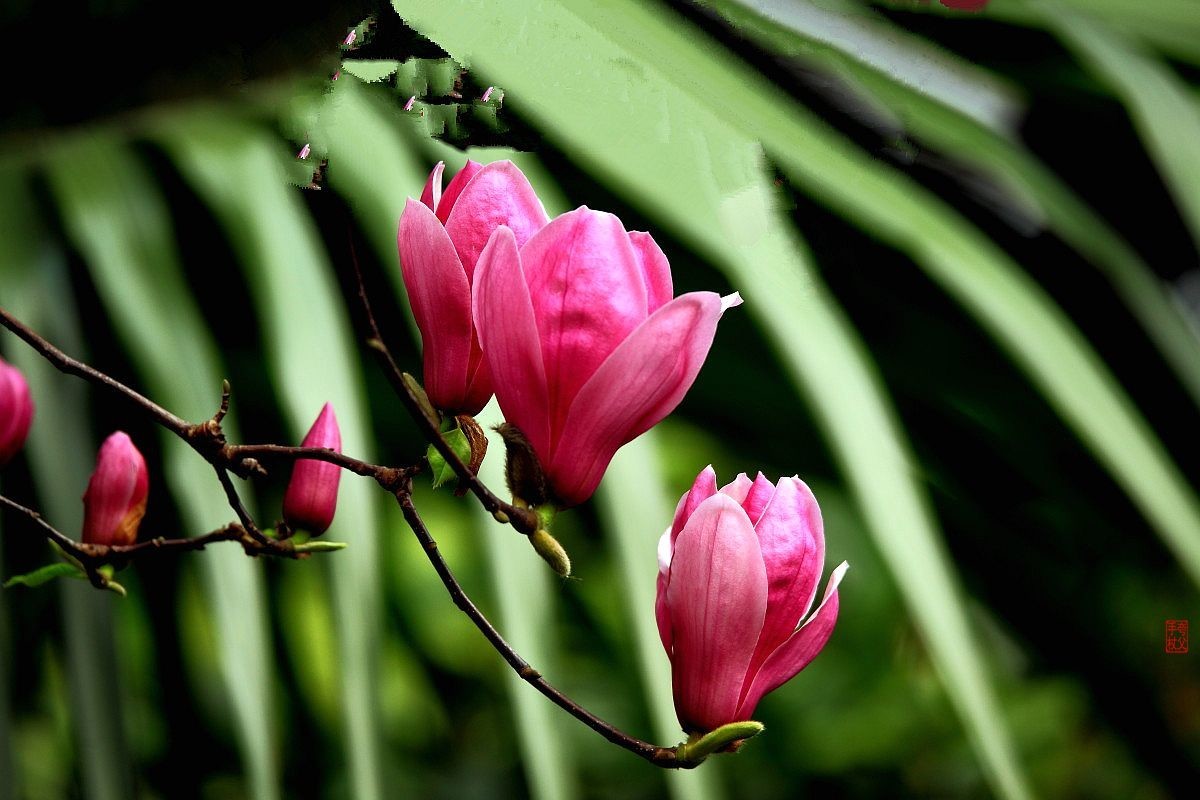 花花的世界（四）