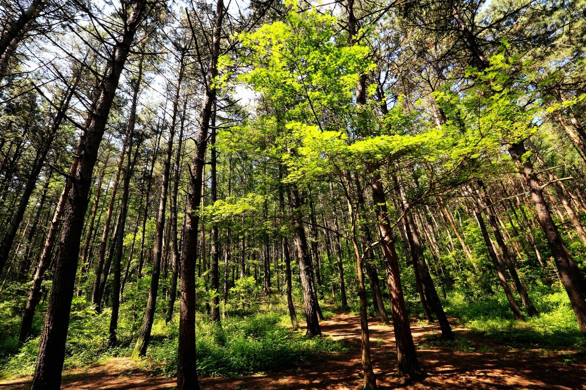 2023年拍长白山松林