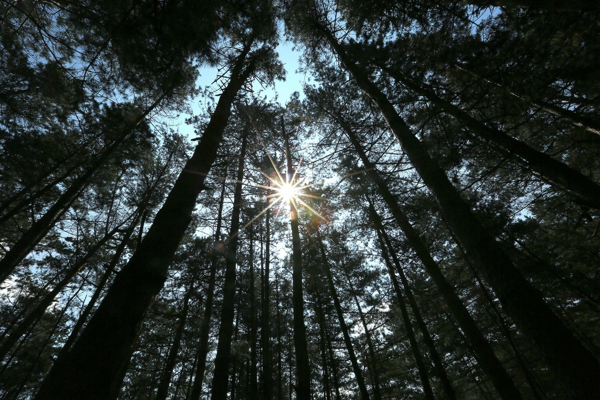 2023年拍长白山松林