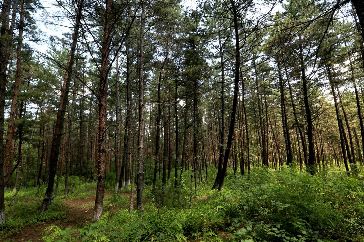 2023年拍长白山松林