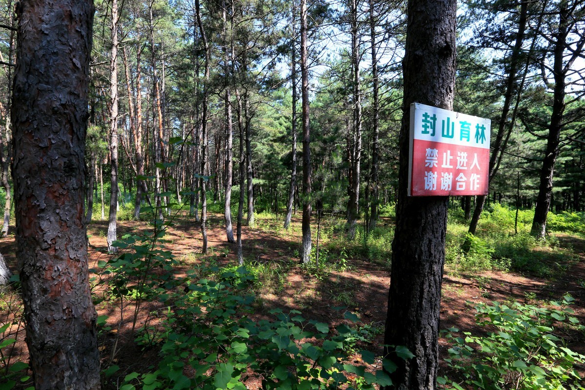 2023年拍长白山松林