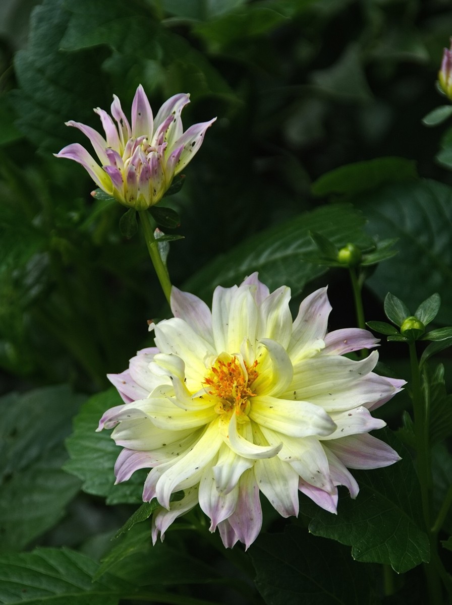 时隔一年再拍花