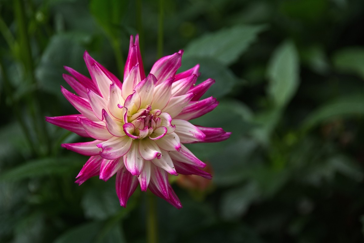 时隔一年再拍花